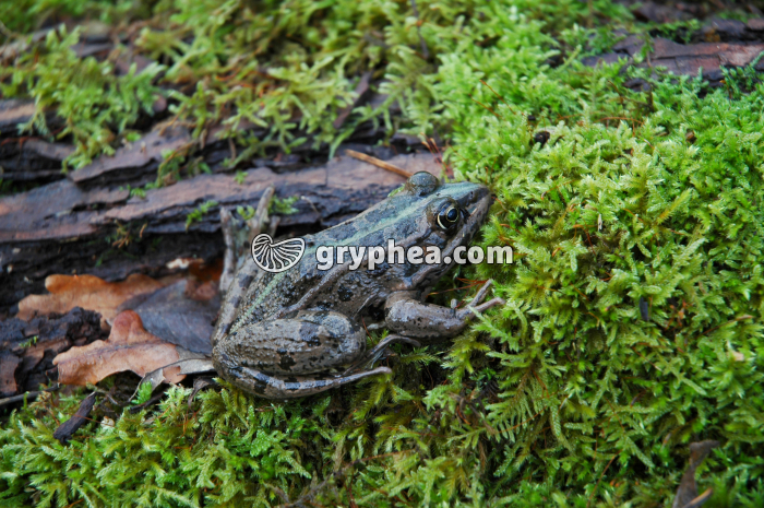 Grenouille - gryphea.com